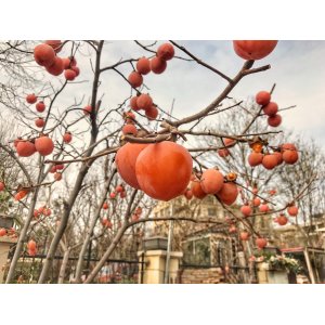 Ebenovník rajčiakový (Diospyros kaki) HURMIKAKI ´MUSCAT´ - výška 150-200 cm, obvod kmeňa 8/10 cm, C45L